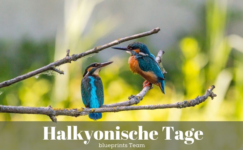 Zwei Eisvögel sitzen auf einem Ast.