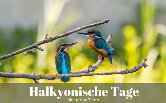 Zwei Eisvögel sitzen auf einem Ast.