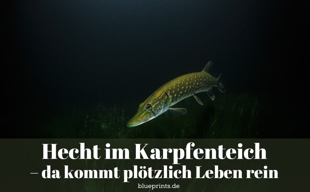 Ein Hecht unter Wasser