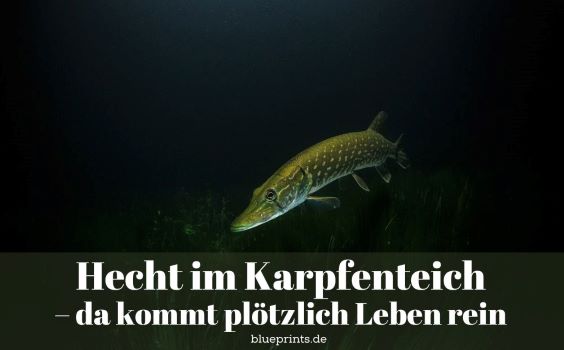 Ein Hecht unter Wasser