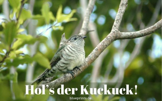 Ein Kuckuck