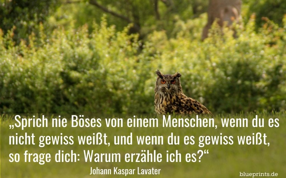 Eule auf einer Wiese