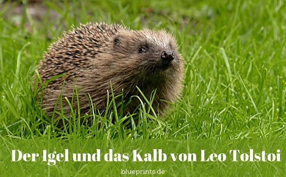 Igel im Gras