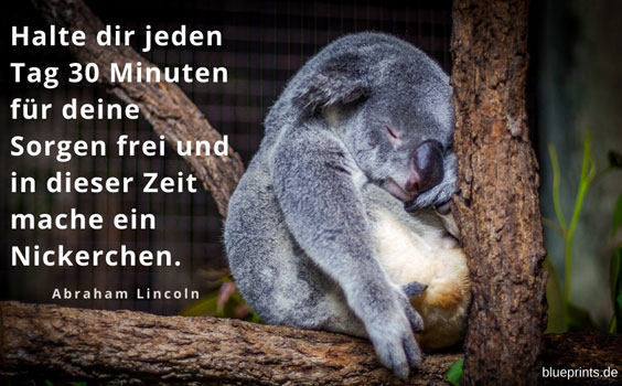 Ein schlafender Koala