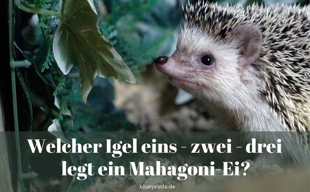 Mahagoni Ei