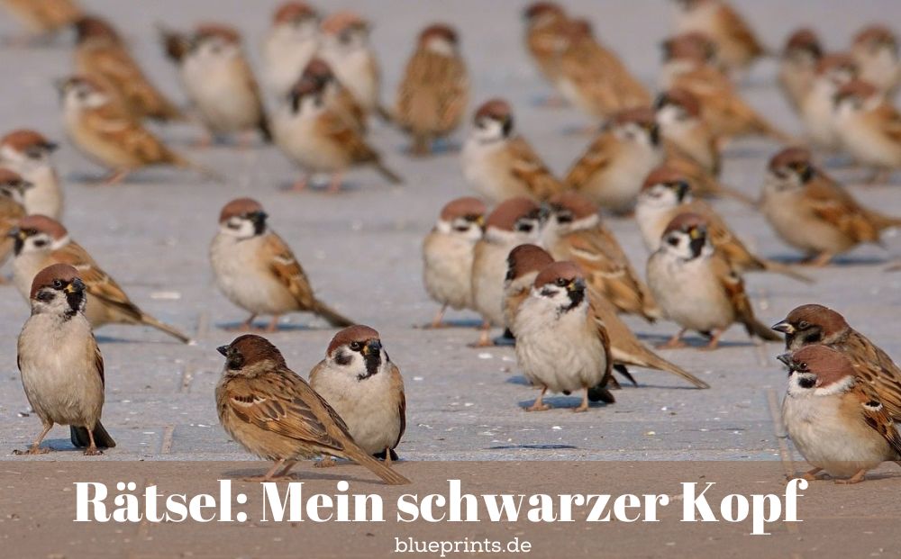 Eine Spatzen-Gang