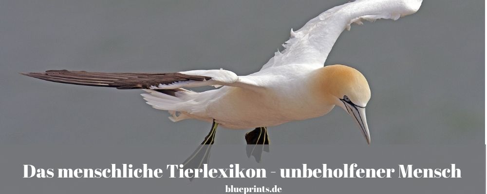 Aufgabe: Das menschliche Tierlexikon - unbeholfener Mensch