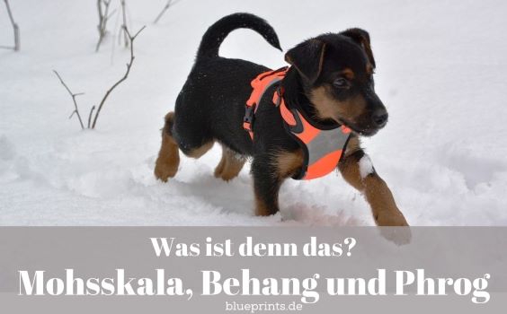 Kleiner Jagdhund im Schnee