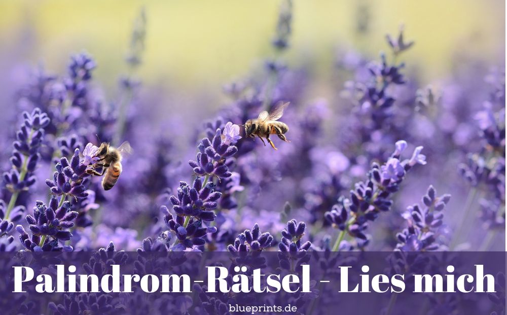 Zwei Bienen im Lavendel