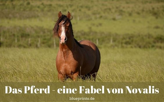 Ein schönes Pferd steht in hohem Gras.