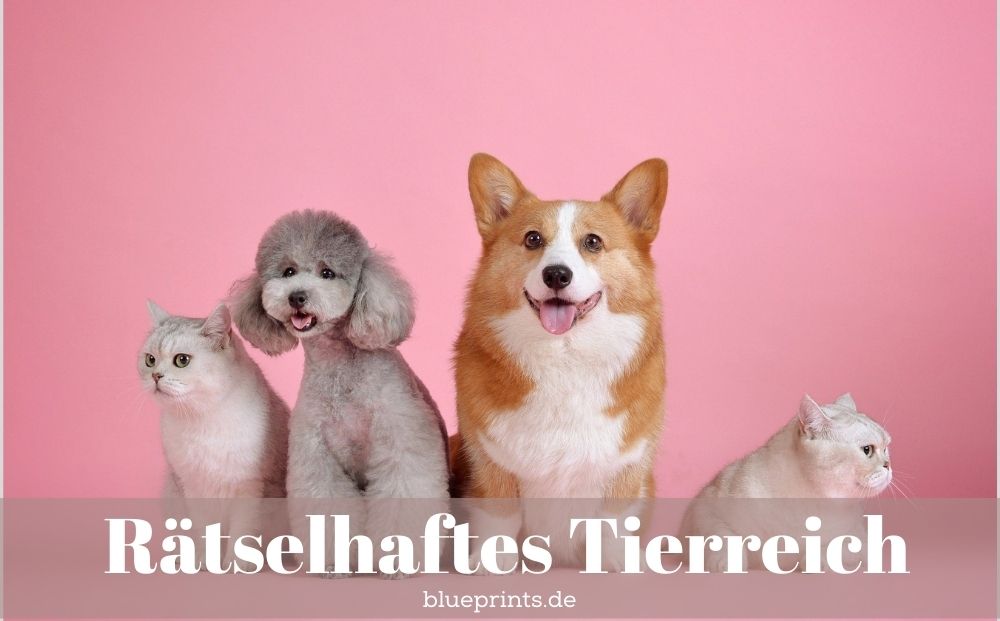 Nette Hunde und Katzen