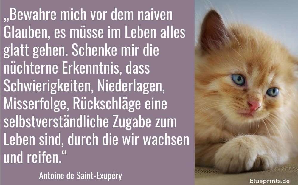 Eine traurig schauende, kleine Katze