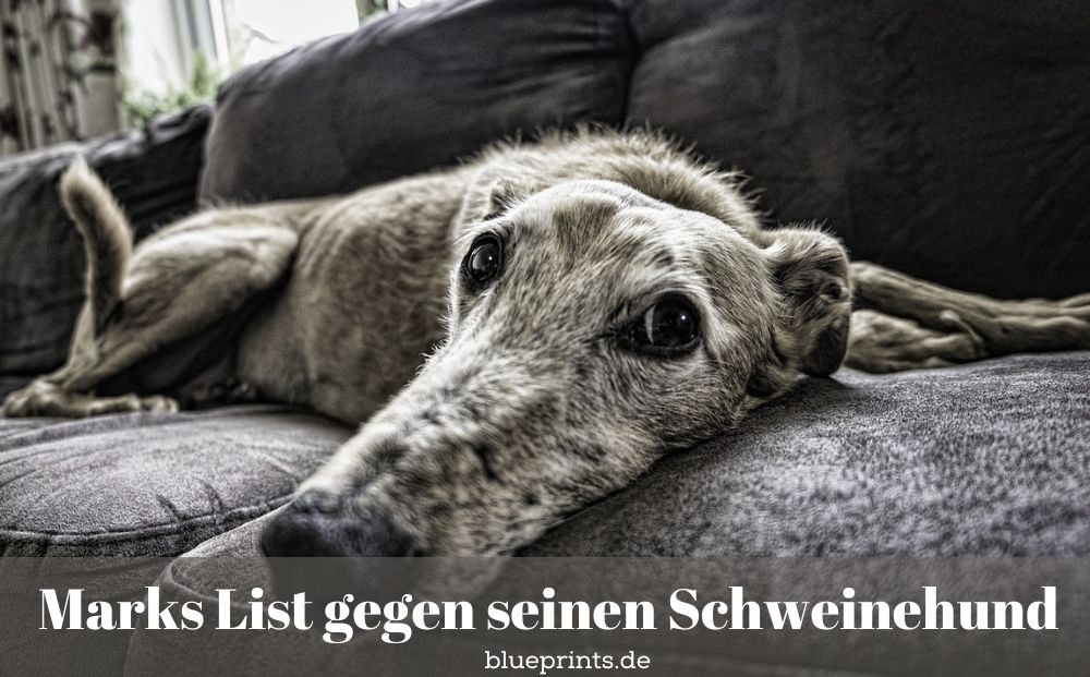 Ein Hund auf dem Sofa