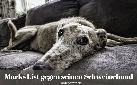 Ein Hund auf dem Sofa