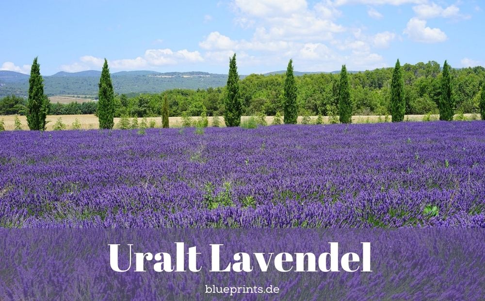 Bildmotiv: Lavendelfeld, Aufschrift: Uralt Lavendel