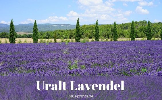 Bildmotiv: Lavendelfeld, Aufschrift: Uralt Lavendel
