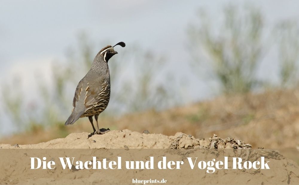 Vogel Rock
