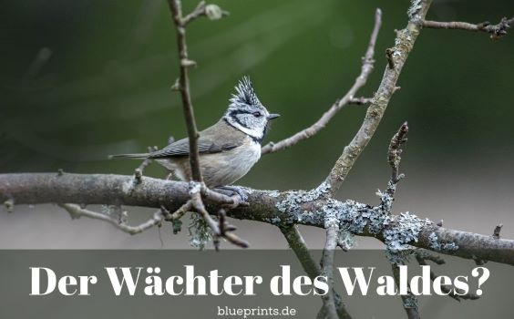 Eine Haubenmeise