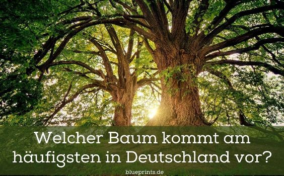 Welcher Baum kommt am häufigsten in Deutschland vor?