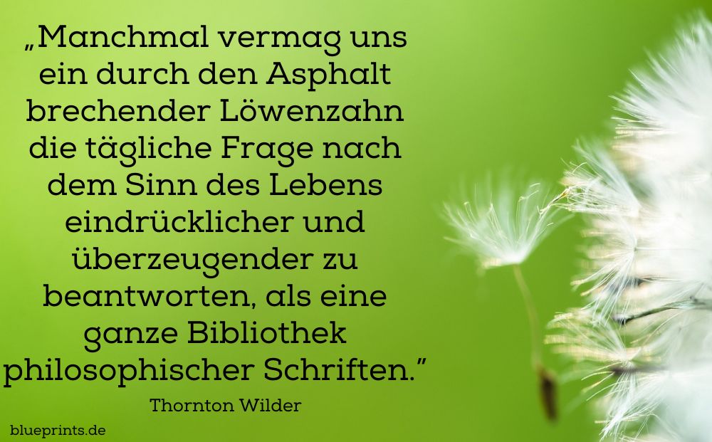 Pusteblume alias Löwenzahn