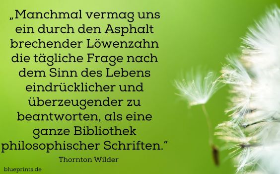 Pusteblume alias Löwenzahn