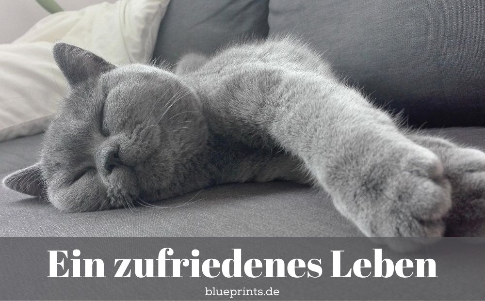 Zufriedene Katze