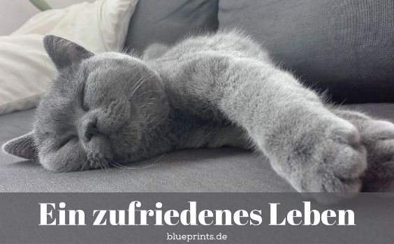 Zufriedene Katze