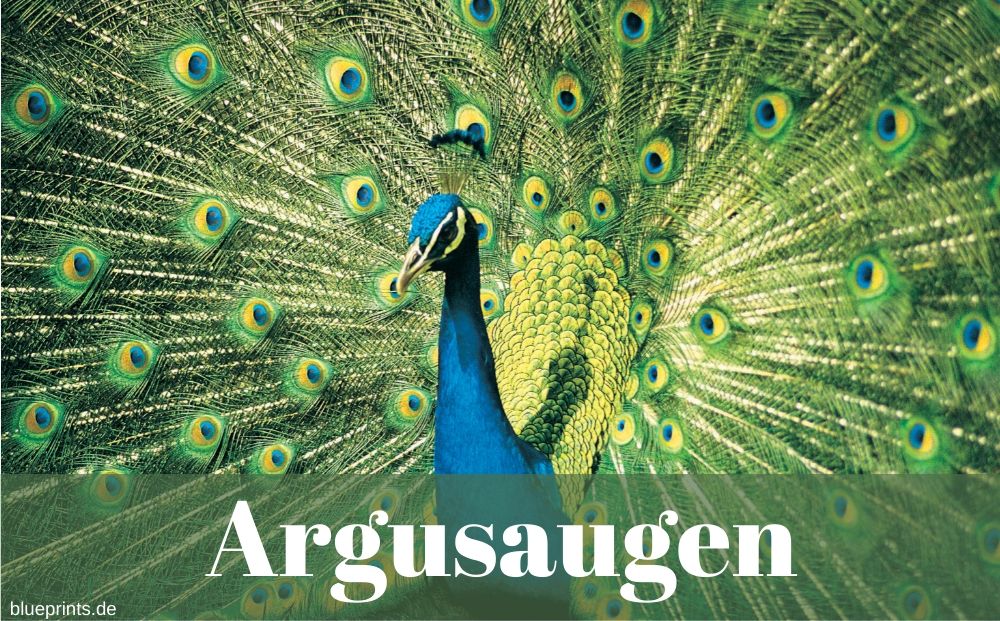 Argusaugen