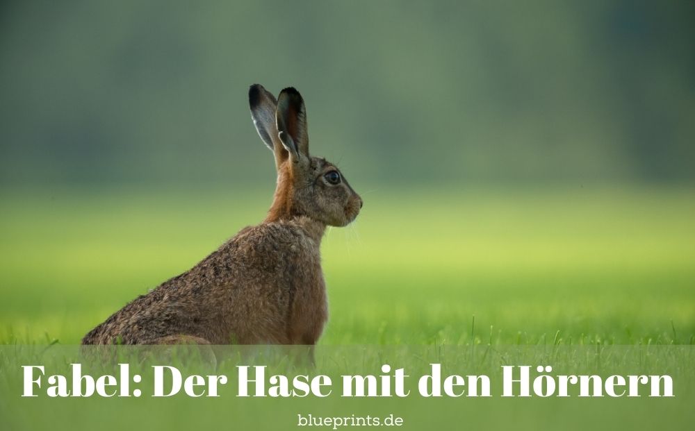 Ein Hase auf weiter Flur
