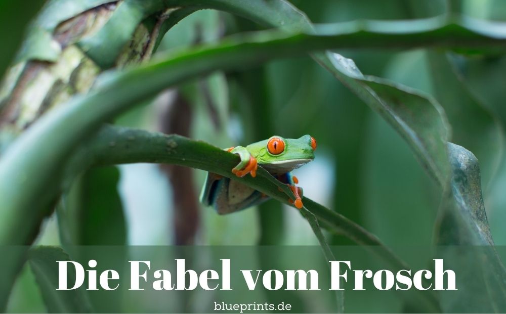 Ein Frosch klettert nach oben. 