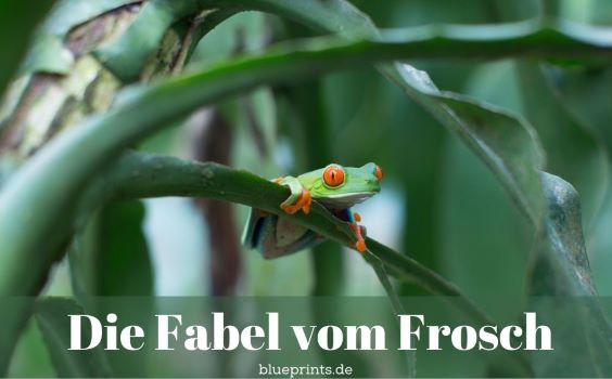 Ein Frosch klettert nach oben.