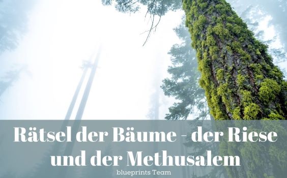 Mystischer Wald
