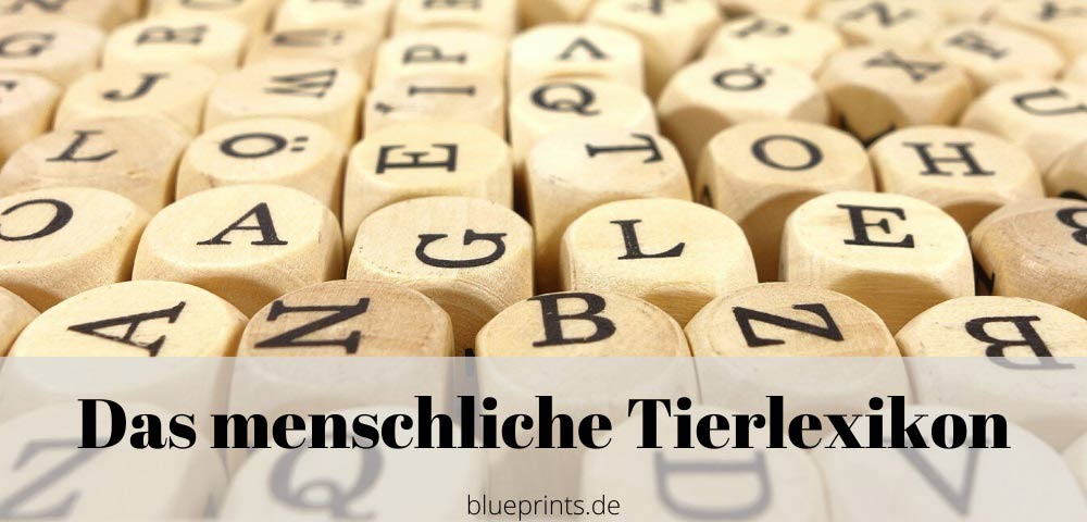 Aufgabe: Das menschliche Tierlexikon - eitler Pfau