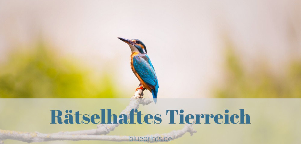 Aufgabe: Verrückte Vogelnamen